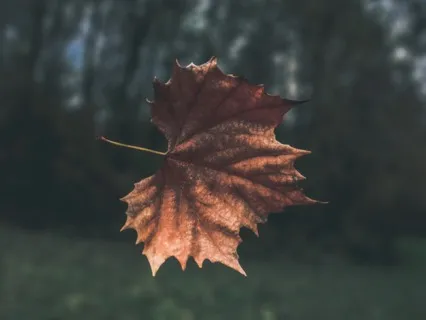 Journey To A Leaf In The Wind