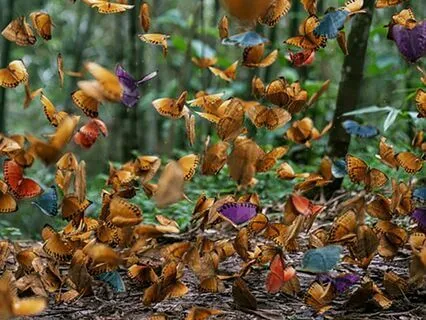 Journey To A Valley Of Magical Butterflies
