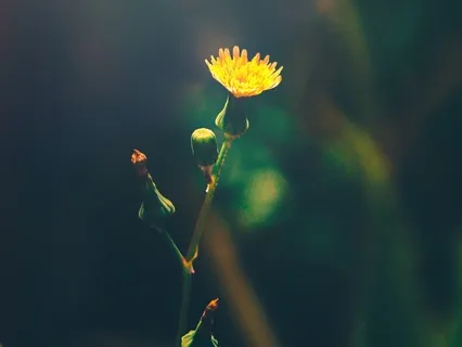 Journey To Bliss: Sensory Awareness And Peace