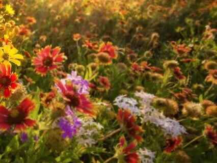 Journey To Colored Healing Flowers