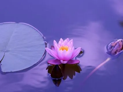 Journey To Enlightenment