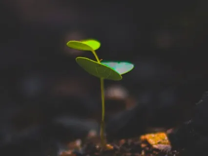 Journey To Germination