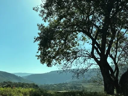 Journey To Inner Peace: The Wisdom Of The Tree (Meditation)