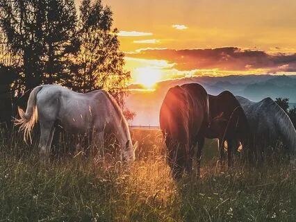 Yoga Nidra To Connect With Your Spirit Animal Guide