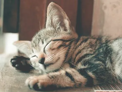 Journey To Restful Sleep With Appreciation