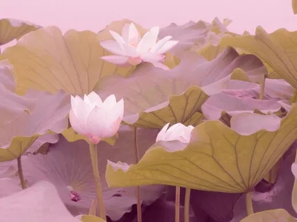 Journey To Self-Acceptance