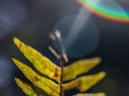 Journey To The Alchemy Of Pain