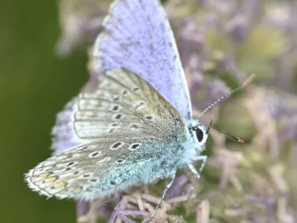 Journey To The Consciousness Of Spring