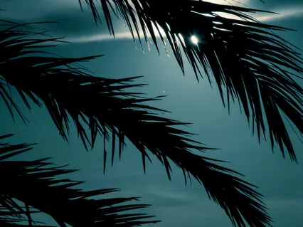 Journey to the Reflection of Moonlight