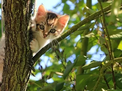 Journey to the Spirit of Cats