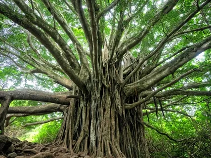 Journey To Your Higher Self