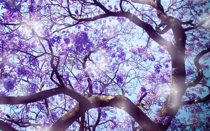 Journey Up A River To An Enchanted Forest