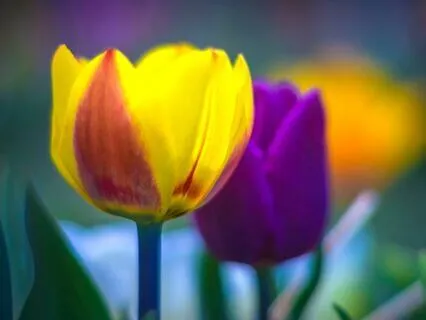 Journey with Mother Earth