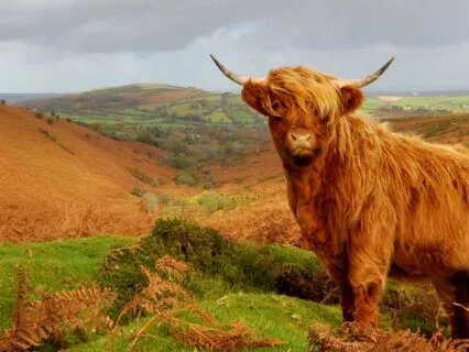 Journey With The Celtic Bull For Inner Power