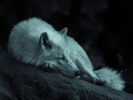 Journey With Your Soul Guide: Mystical Sleep Story