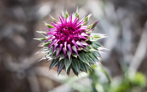 Joy And Kindness Meditation