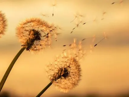 Joy Expansion Meditation