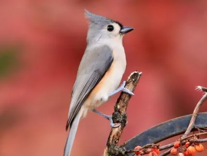 Joy & Gratitude | Energy Healing/Reiki | 5-Minute Mini