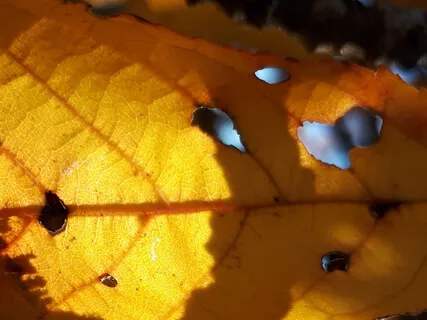 Joy Just Asks To Be Discovered