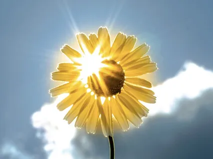 JOY - Love, Gratitude, Abundance 