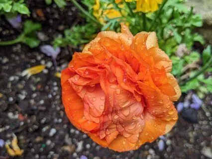 Joy | Mindful Motivation