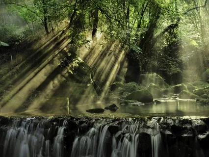 Joy Of Being In The Forest