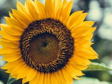 Joy - Uplifting Chimes Sound Healing