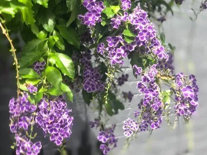 Joyful Affirmations To Fall Asleep To