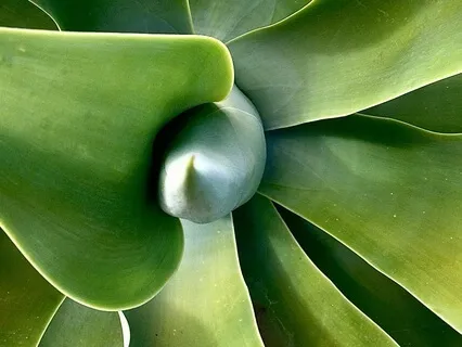 Joyful Aliveness And Grounded Bliss