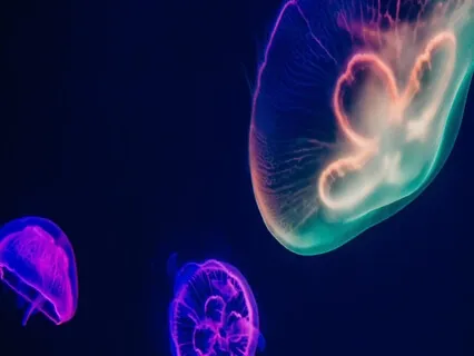 Joyful - Delta Waves