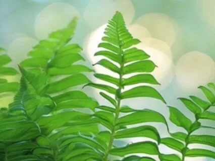 Joyful Energy - Power Punch