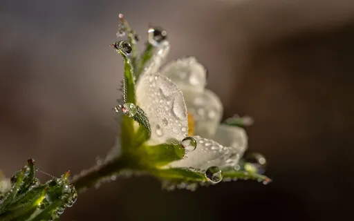 Joyful Prosperity: Har Har Har Har Gobinday