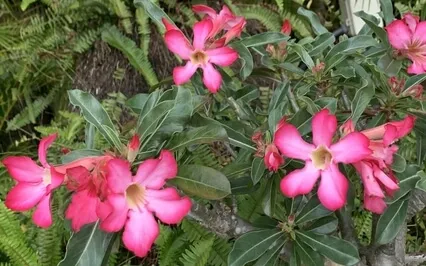 Joyful Serenity Meditation