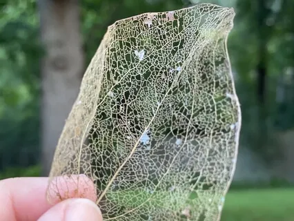 Joywork Prosperity 8