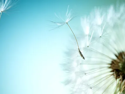 Joywork Protection 1