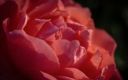 Judgement Meditation