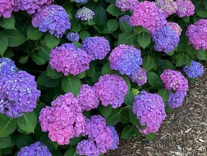 July 2025 Oracle & Tarot Reading