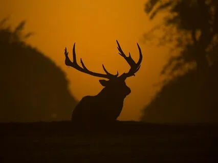 July Buck Full Moon Meditation