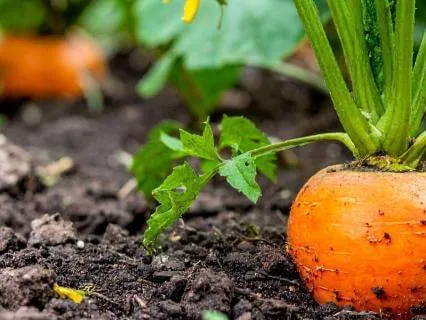 June Earth Energy: Respect & Belonging