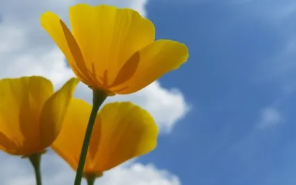 June Gratitude Meditation