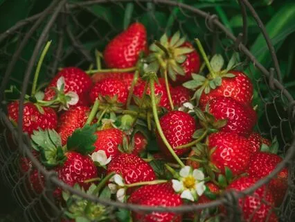 June Strawberry Full Moon Meditation