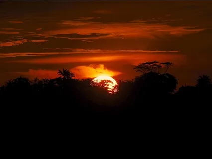 Jungle At Night | Sleep Sounds Collection