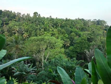 Jungle Nature Sounds Meditation For Deep Relax