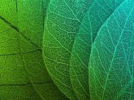 Into The Jungle - Guided Practice