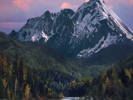 Jungle Reverberations