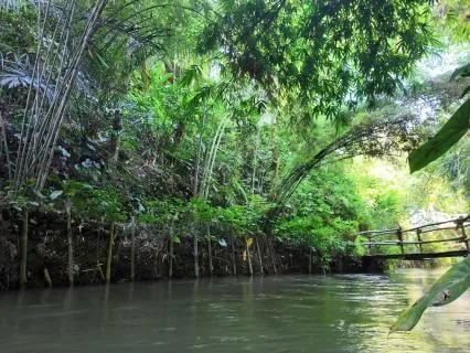 Jungle River Calm