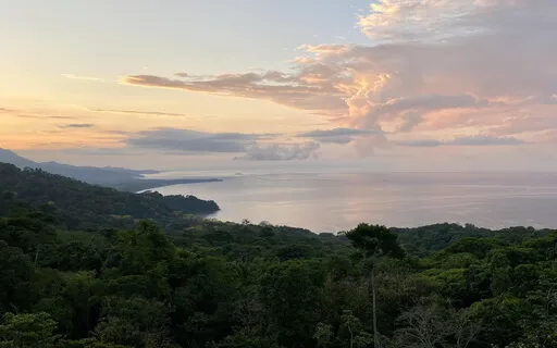 Jungle Slumber: Afternoon Nap