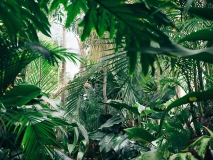 Jungle Sound Journey