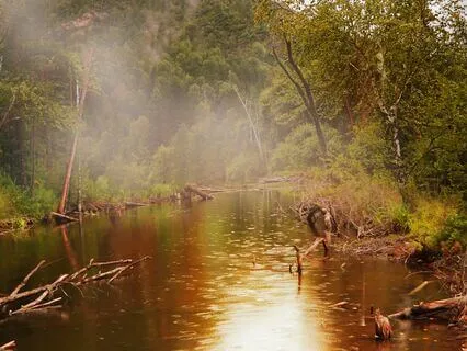 Jungle Sound With Birds Nature Meditation Stress Relief