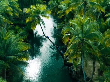 Jungle Sounds, Bodyscan & Breathing